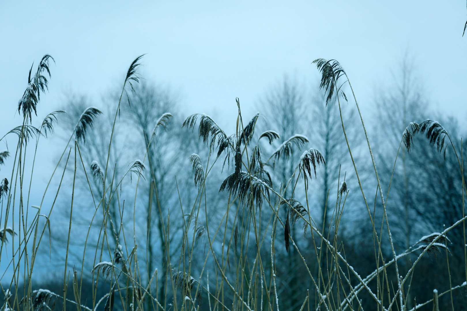 Schilf im Winternebel