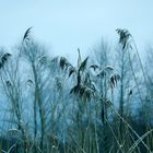 Schilf im Winternebel