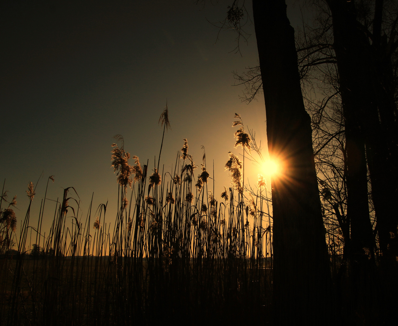 Schilf in der Abendsonne