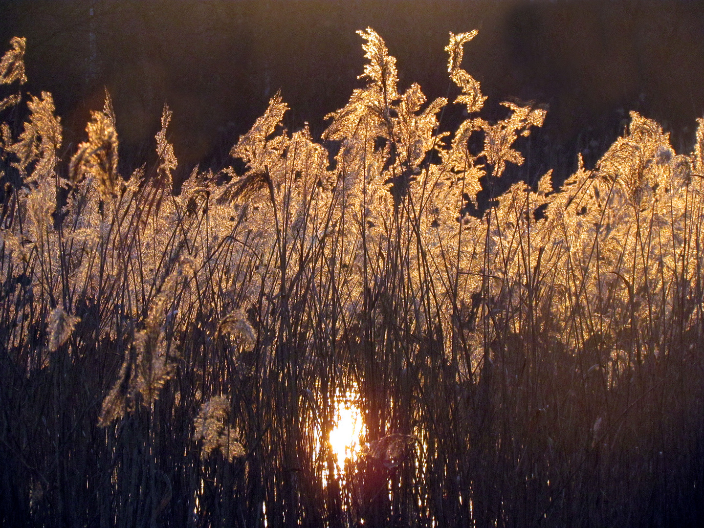 Schilf in der Abendsonne