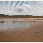 Schilf in der Flut an der Elbe