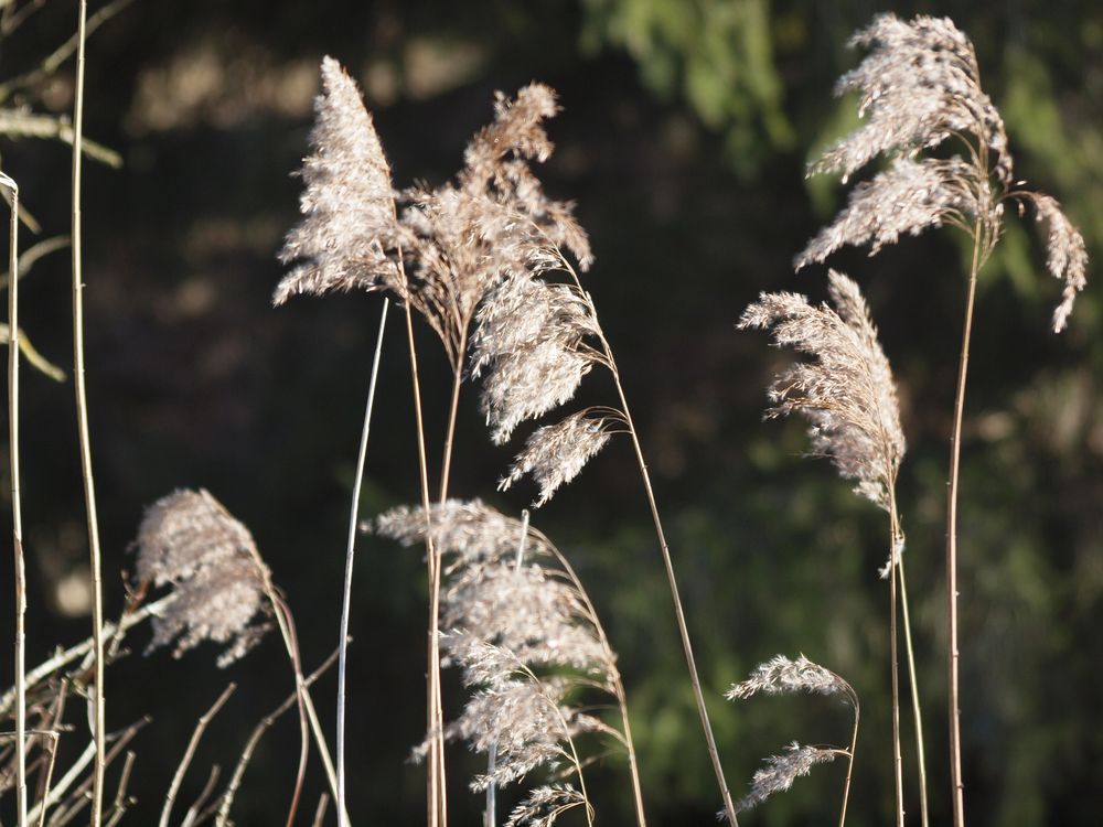 Schilf in der Herbstsonne