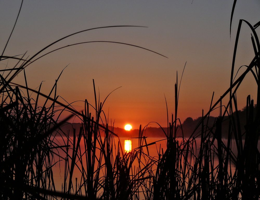 Schilf in der Morgensonne