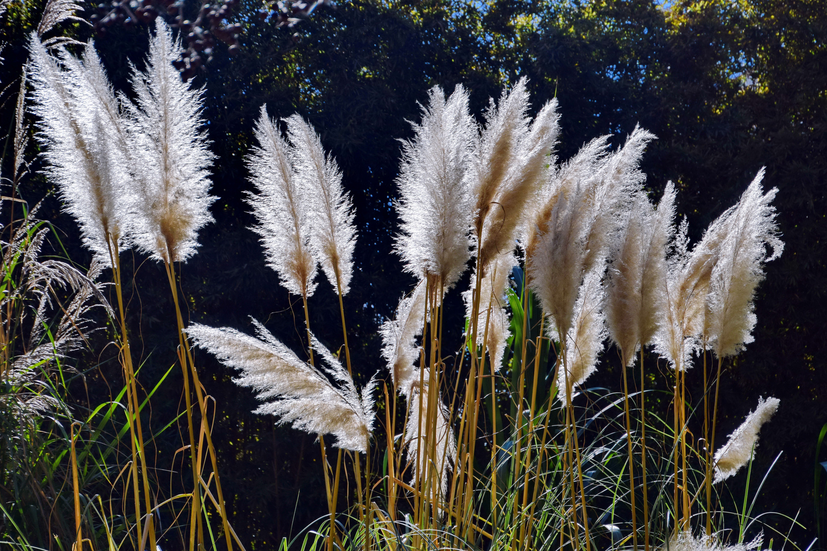 Schilf in der Novembersonne