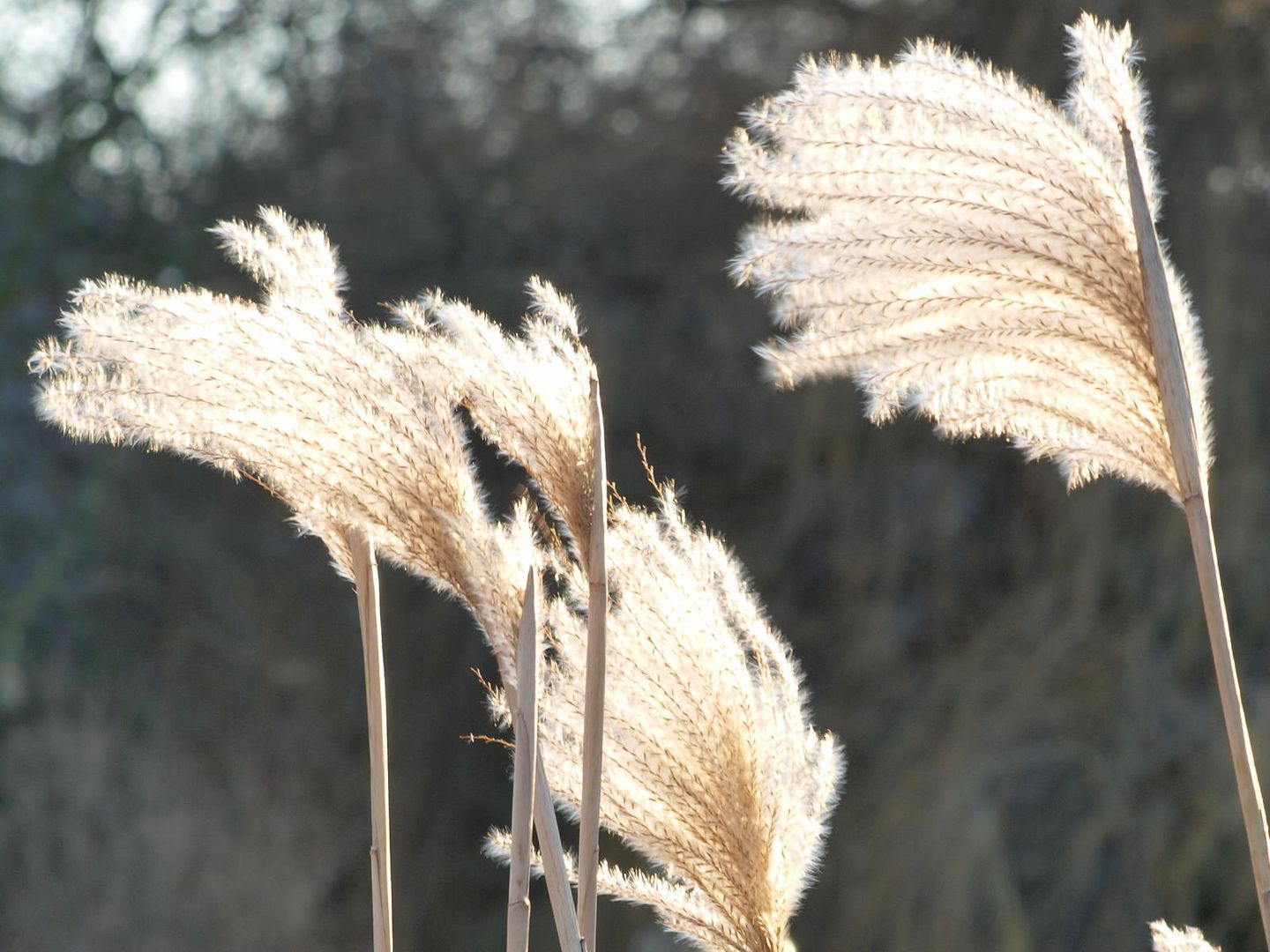 Schilf in der Sonne