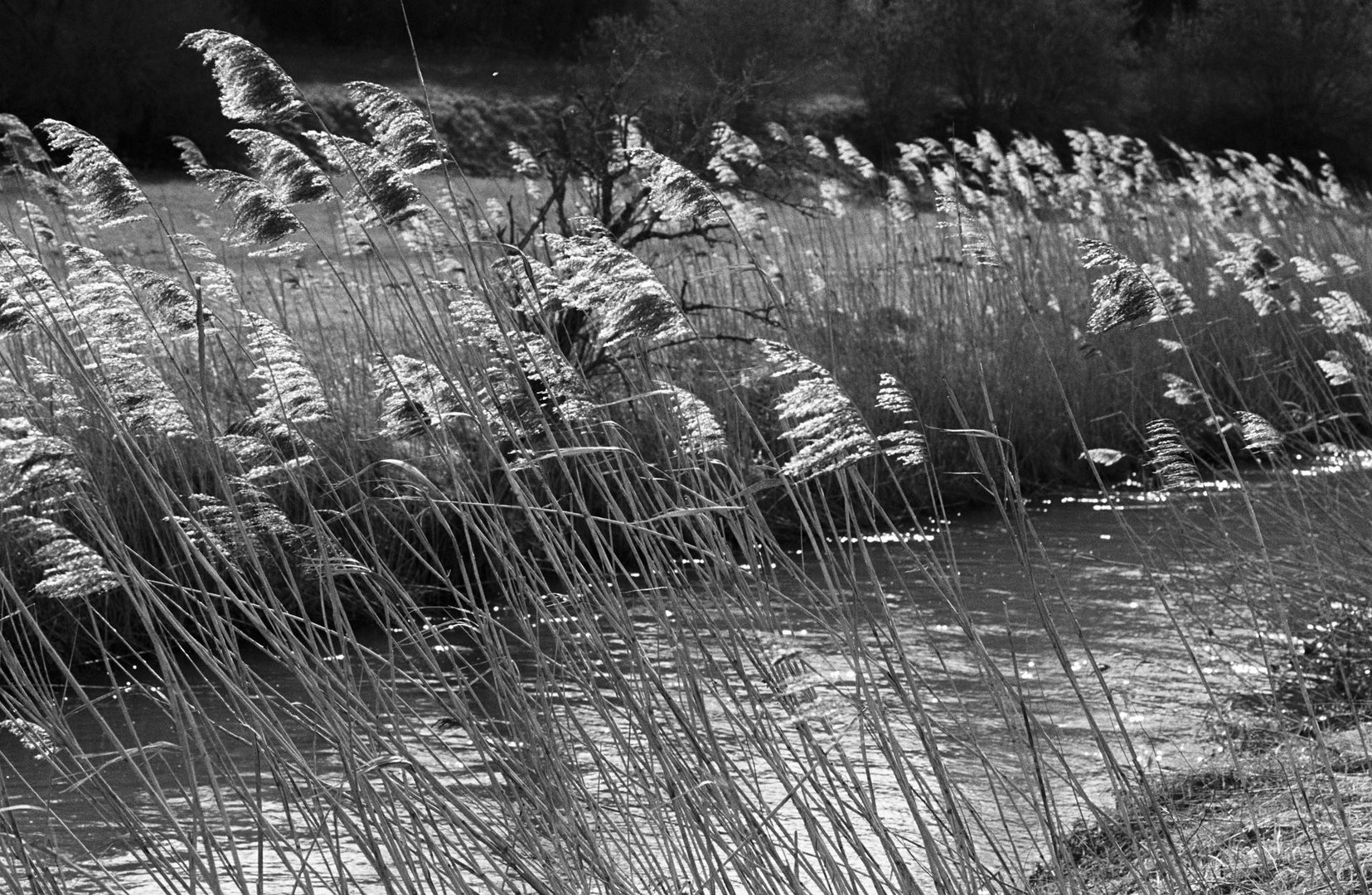 Schilf in Wind und Sonne 1