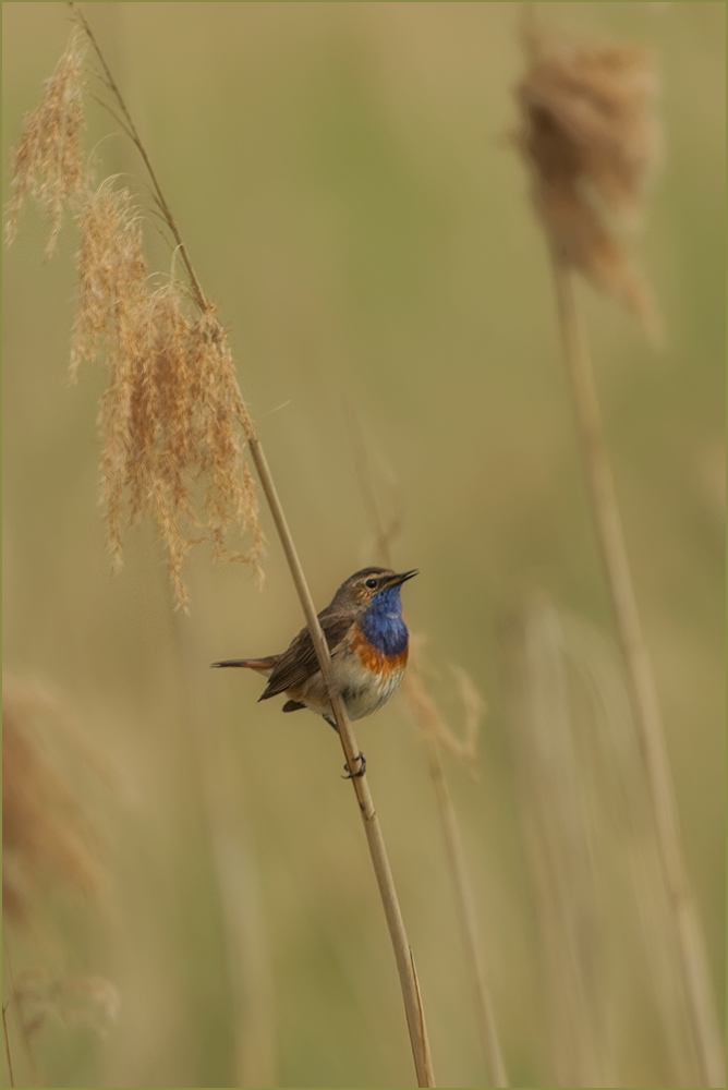 Schilf mit Blaukehlchen