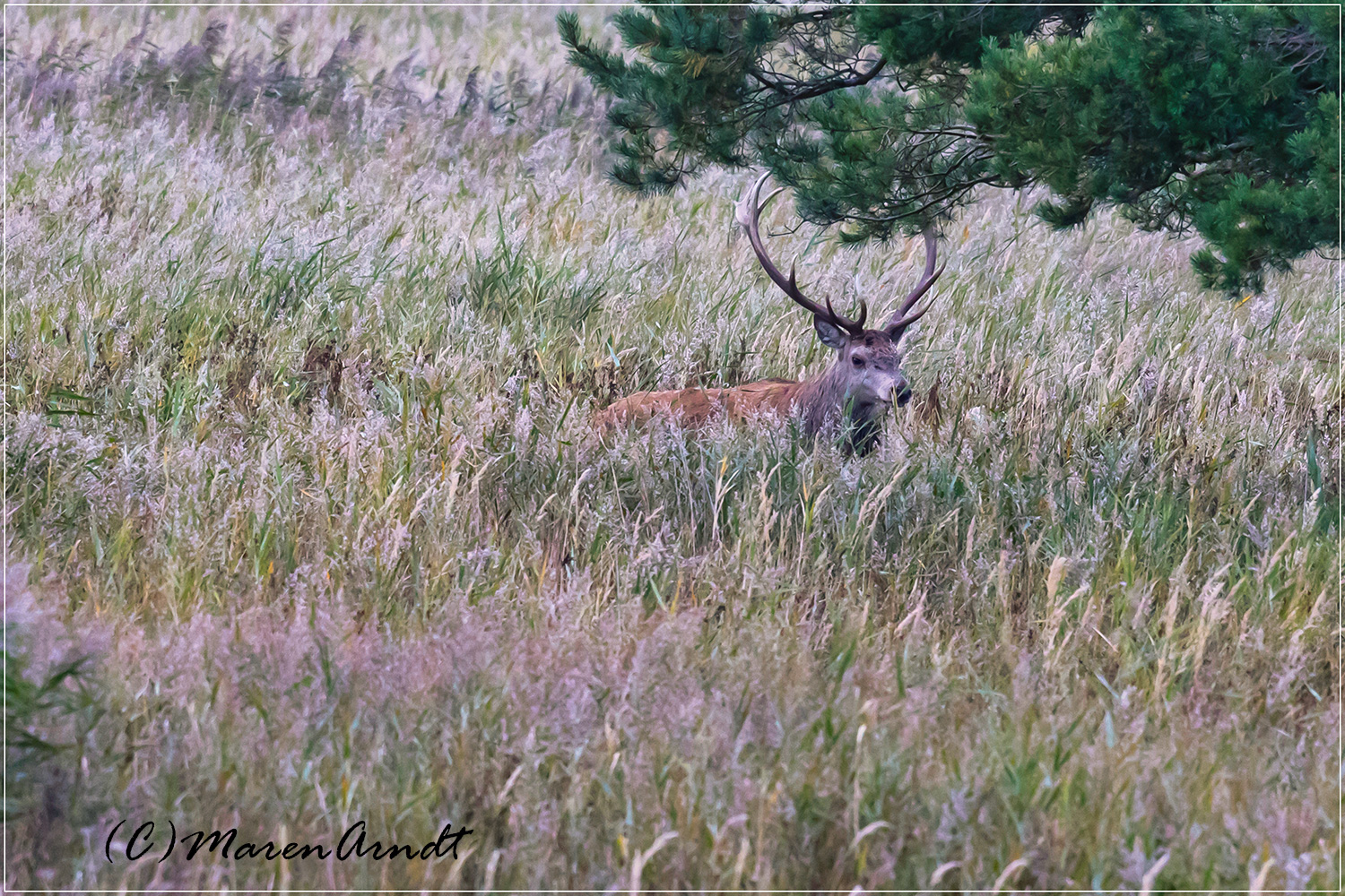 Schilf mit Hirsch