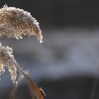 Schilf mit Rauhreif im Gegenlicht