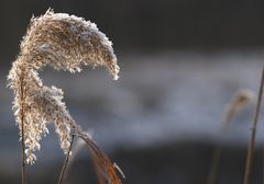 Schilf mit Rauhreif im Gegenlicht