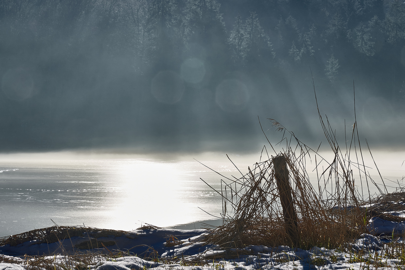 Schilf mit Wald und Bokeh im Hintergrund