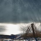 Schilf mit Wald und Bokeh im Hintergrund