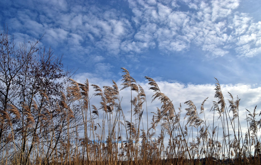 Schilf mit Wolken