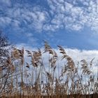 Schilf mit Wolken