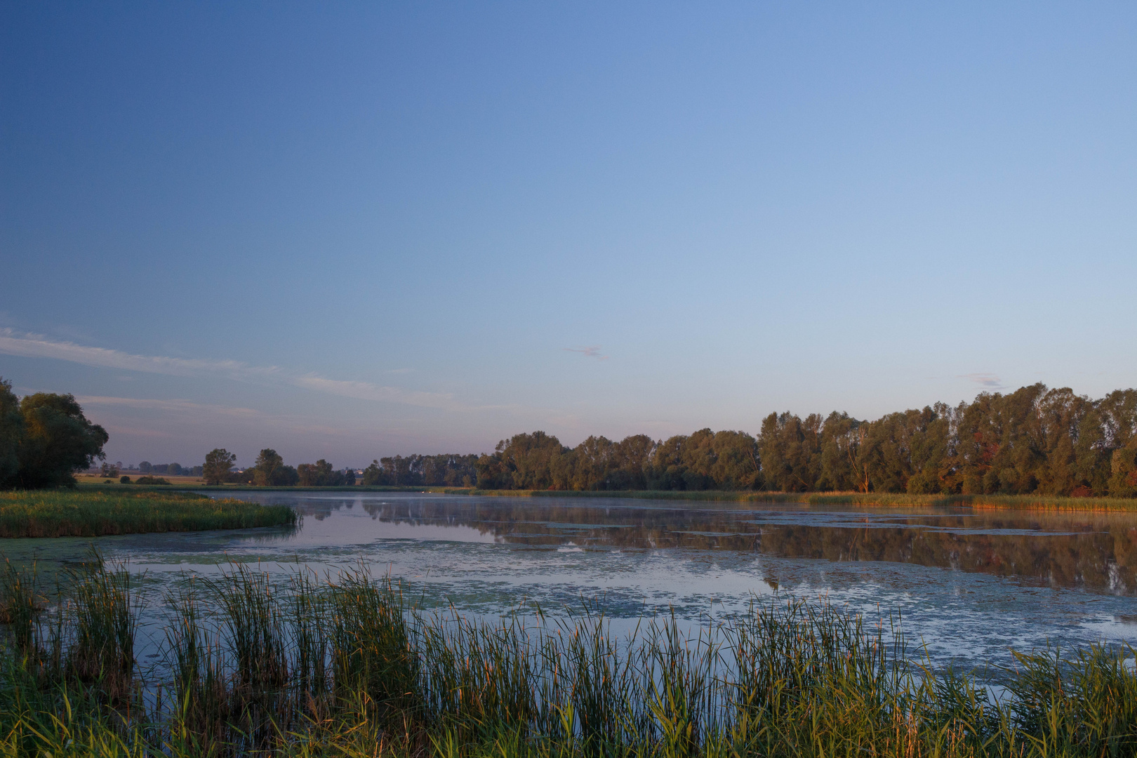 Schilf - Morgens am ruhigen See