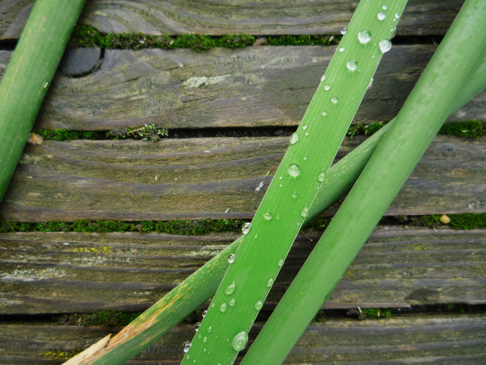 Schilf nach Regen auf modrigem Teichsteg