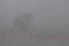 Schilf – Nebel