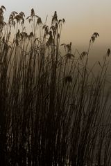 Schilf - Nebel - Sonnenaufgang