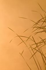 Schilf – Orange