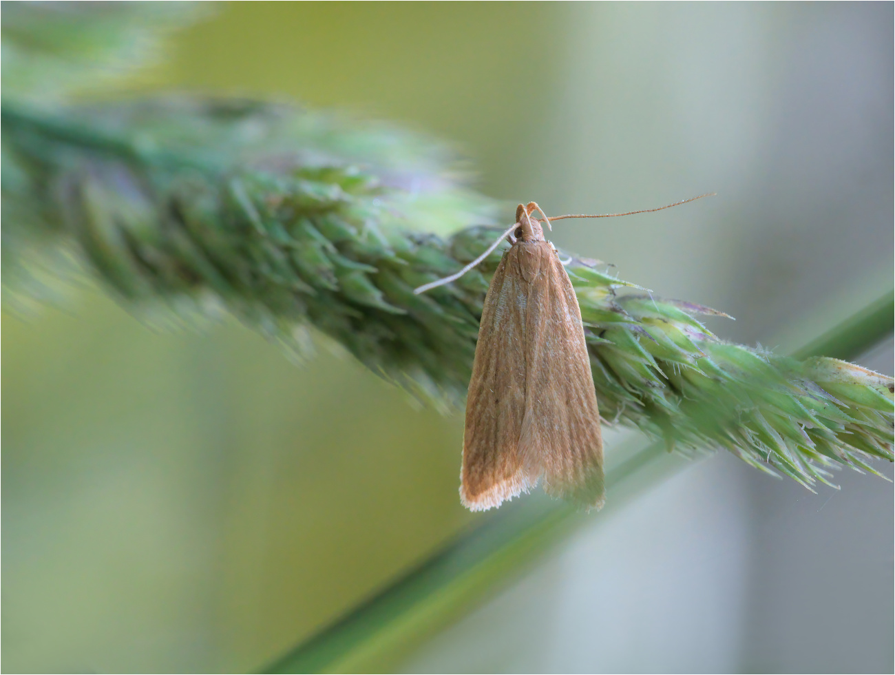 Schilf-Palpenmotte (Helcystogramma rufescens)