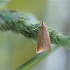 Schilf-Palpenmotte (Helcystogramma rufescens)