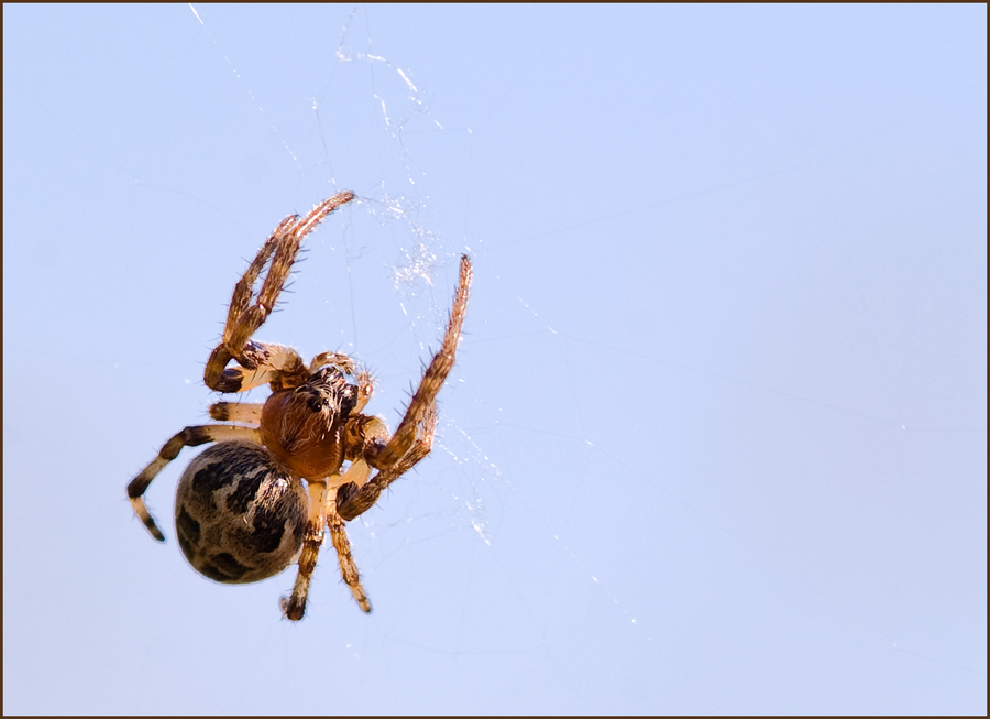 Schilf-Radnetzspinne