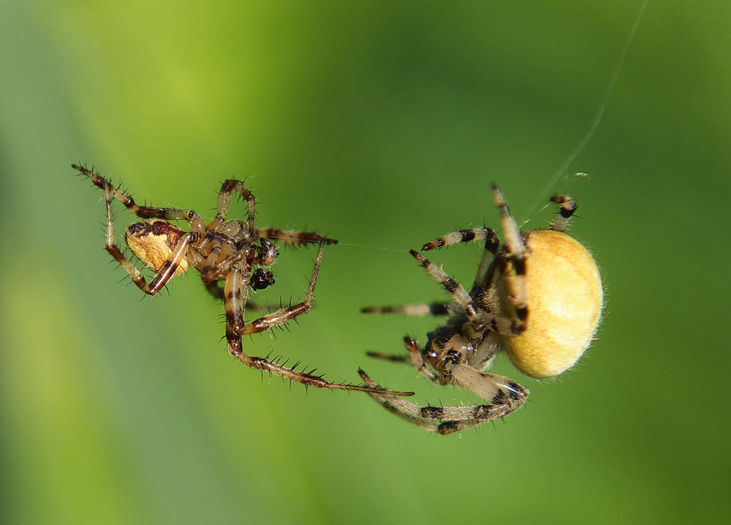 Schilf Radnetzspinne