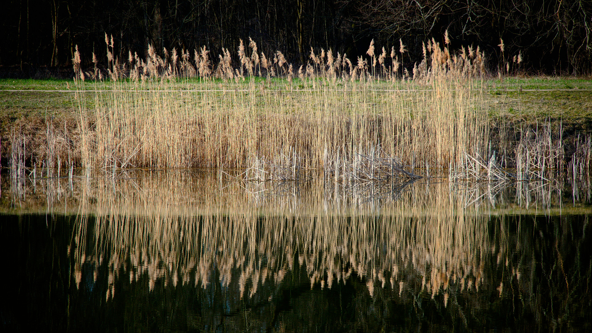 Schilf spiegelt sich im Wasser.