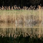 Schilf spiegelt sich im Wasser.