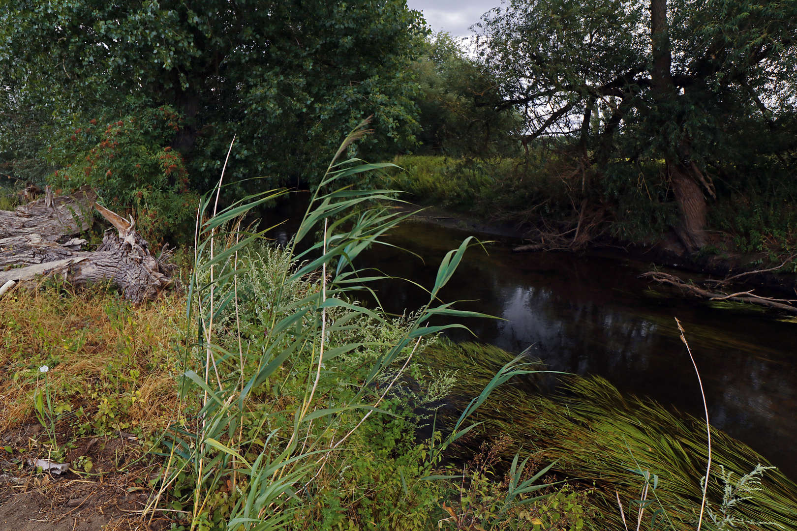 Schilf und Flussgras Foto & Bild landschaften, sommer, wasser Bilder auf