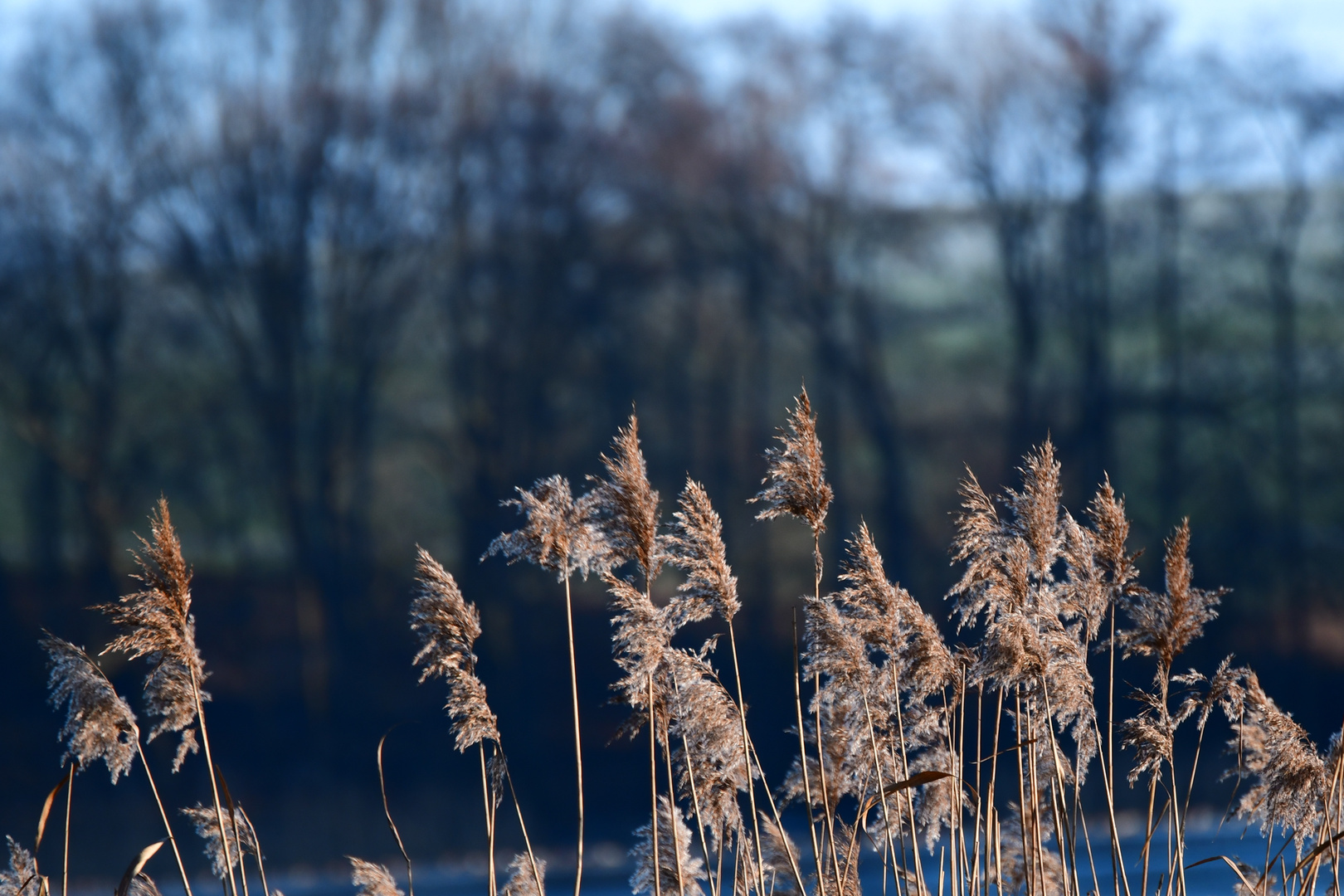 Schilf und Schnee