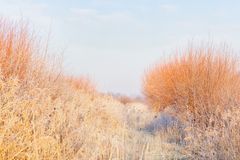 Schilf und Weiden im Morgenlicht