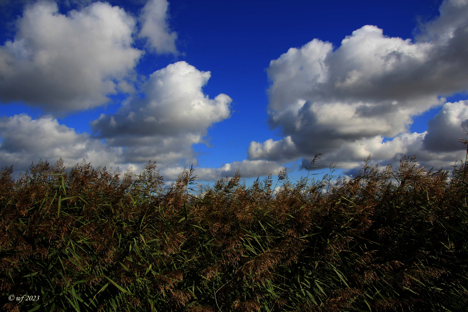 Schilf und Wolken