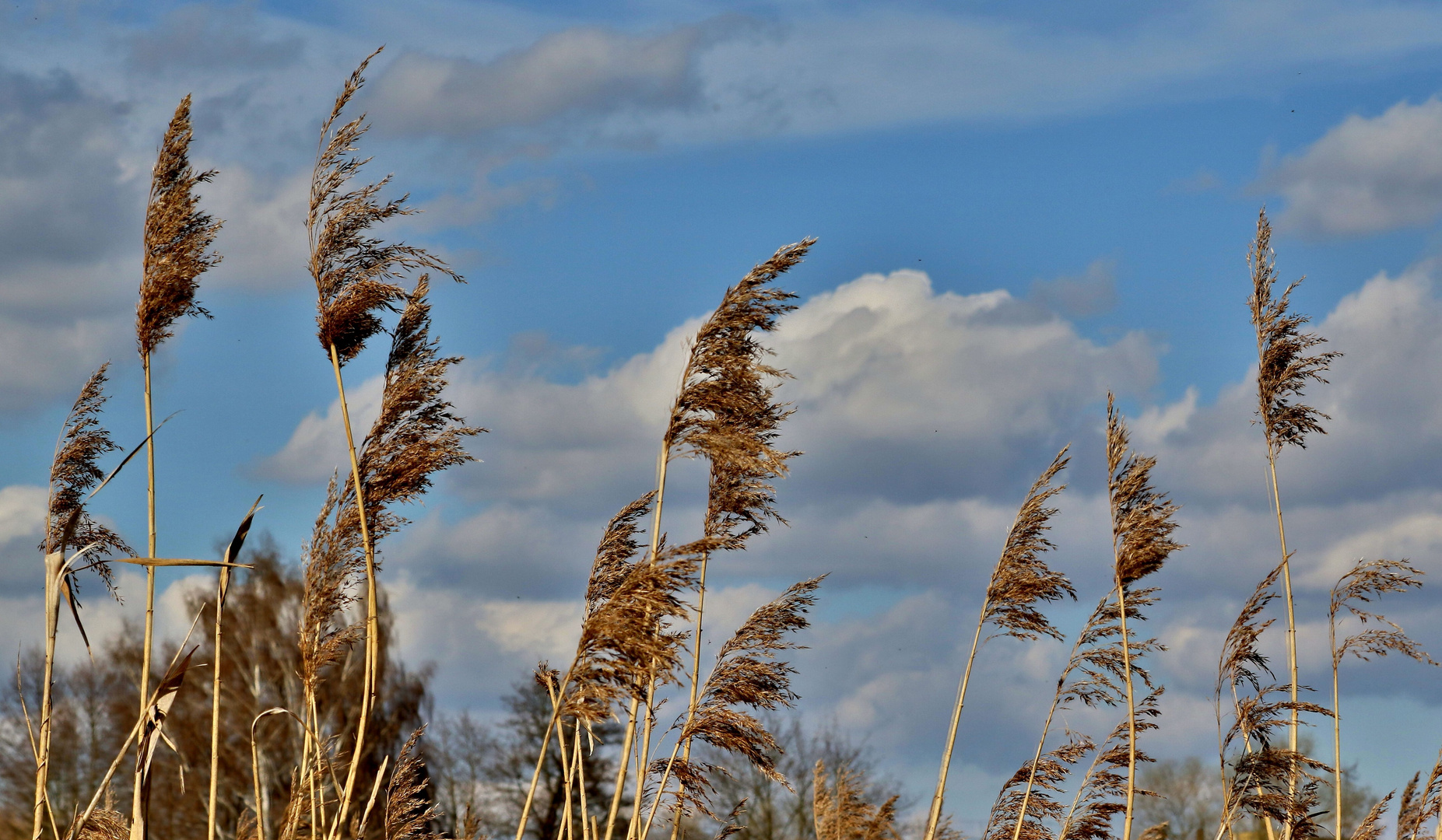 Schilf und Wolken am Abend