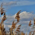 Schilf und Wolken am Abend