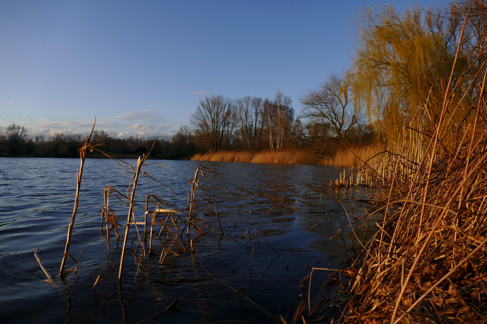 Schilf unter Wasser