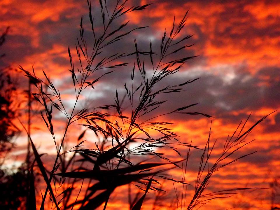 Schilf vor brenndem Himmel