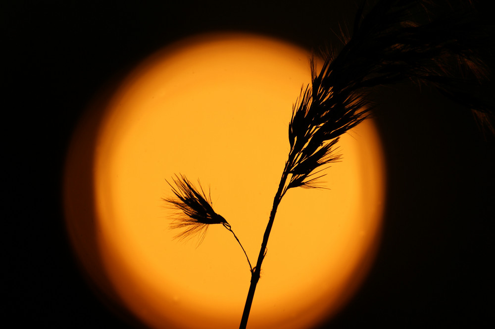 Schilf vor der untergehenden Sonne