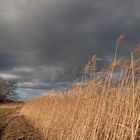 Schilf vor dunkler Wetterwand