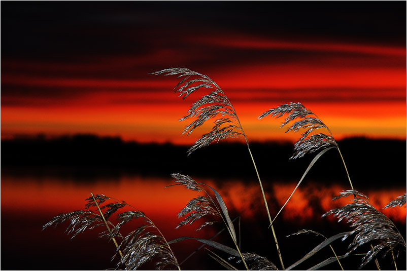 Schilf vor Sonnenaufgang