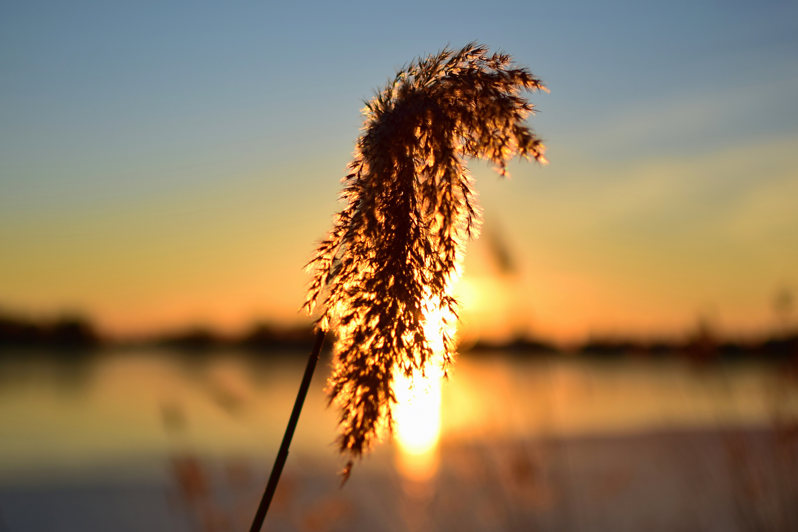 Schilf vor untergehender Sonne