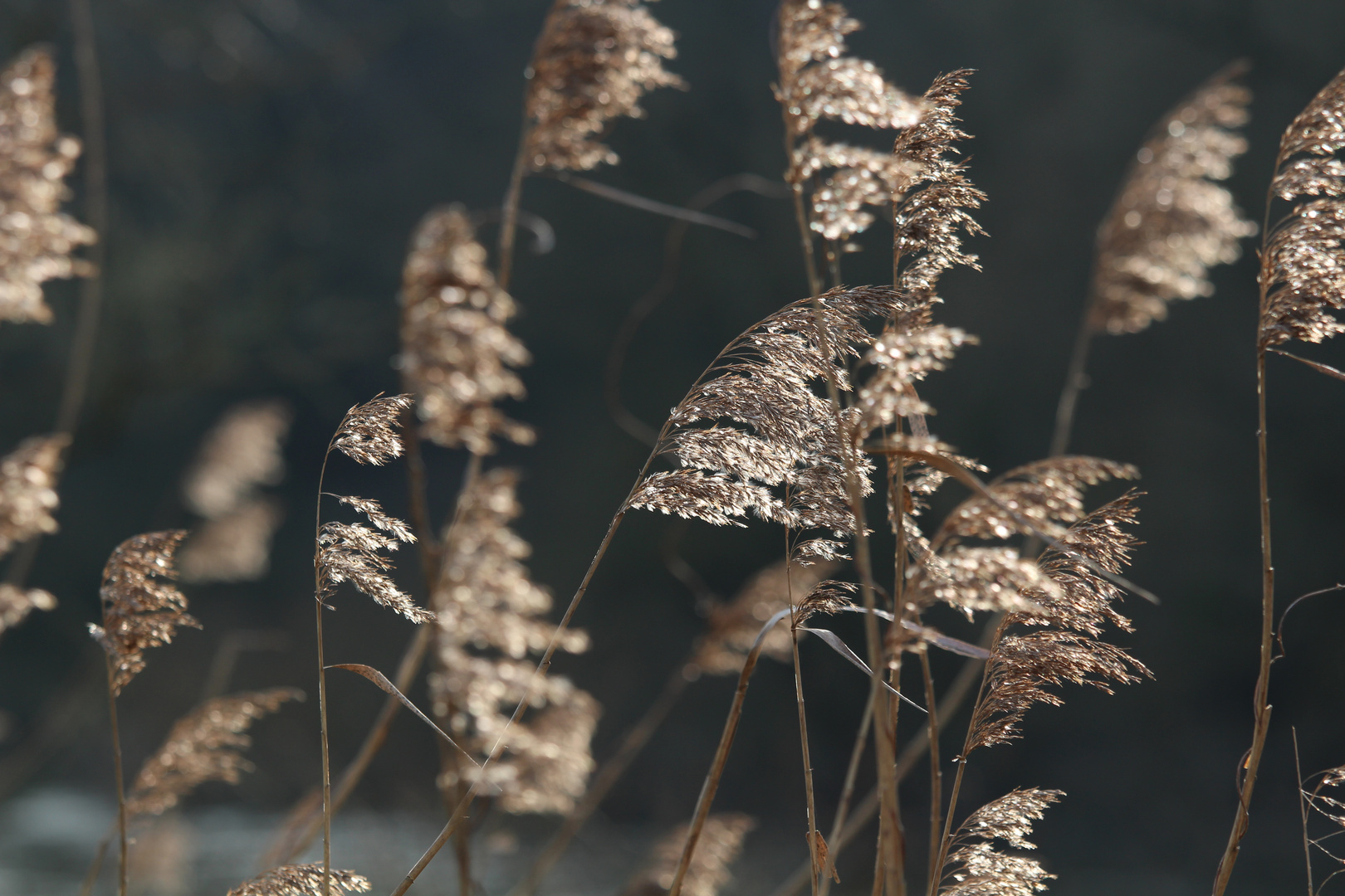 Schilf, Wiege im Wind