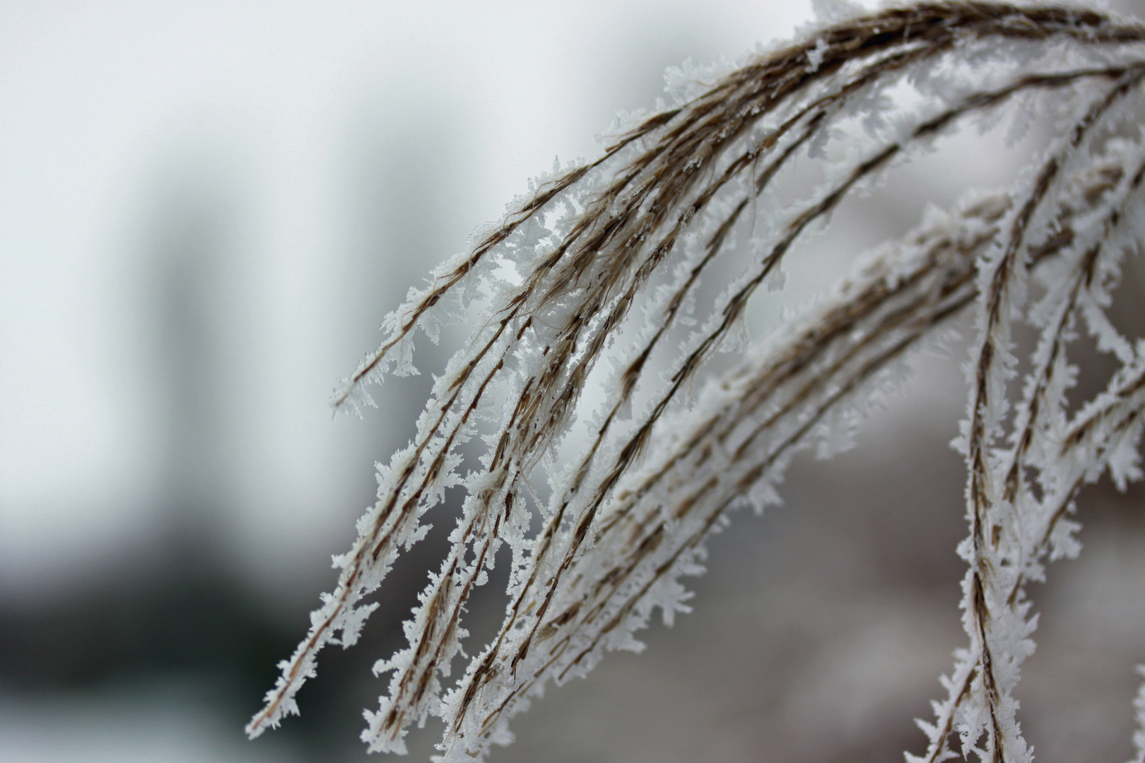 Schilfart im Winter