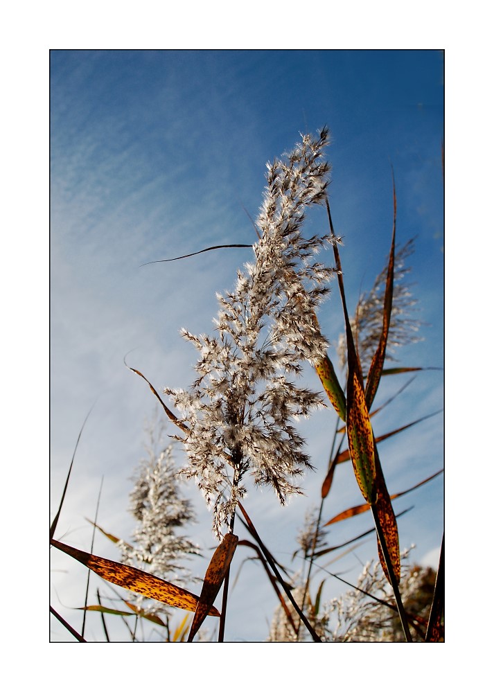 Schilfblüte im herbstlichen Sonnenlicht