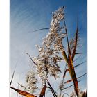 Schilfblüte im herbstlichen Sonnenlicht