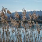 Schilfblüten an der Aare