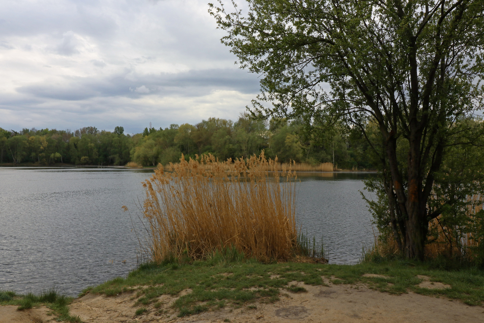 Schilfbusch am Sandufer