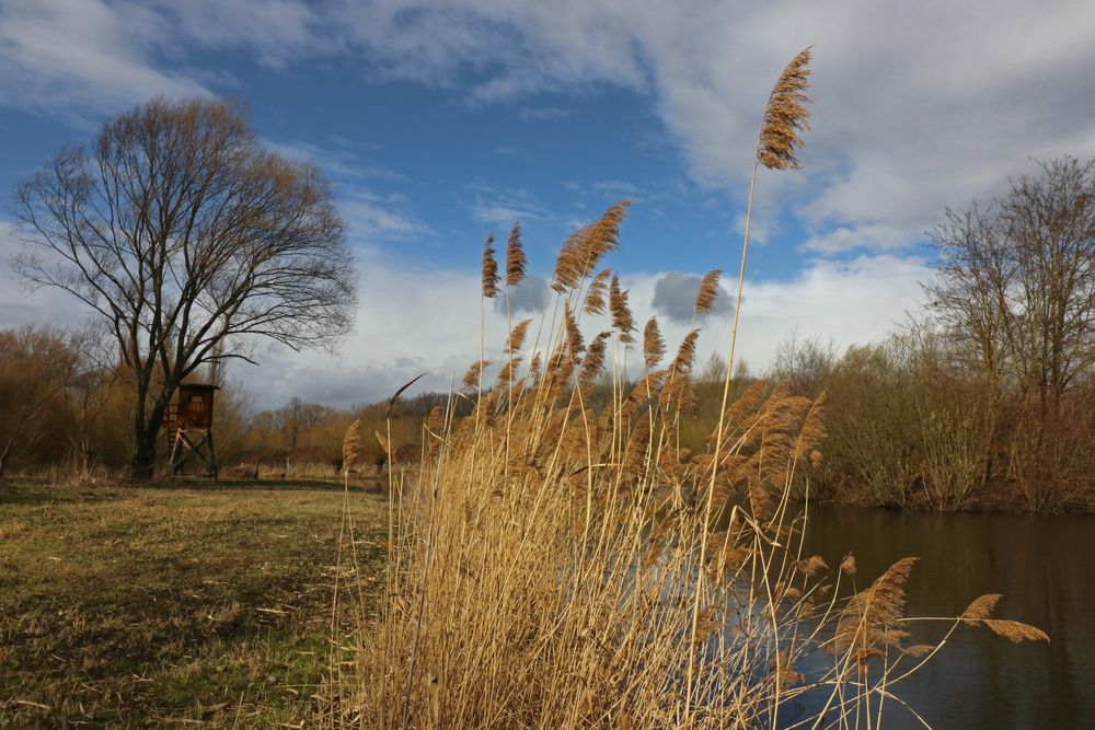 Schilfbusch am Teich Foto & Bild landschaften, wasser, bäume Bilder