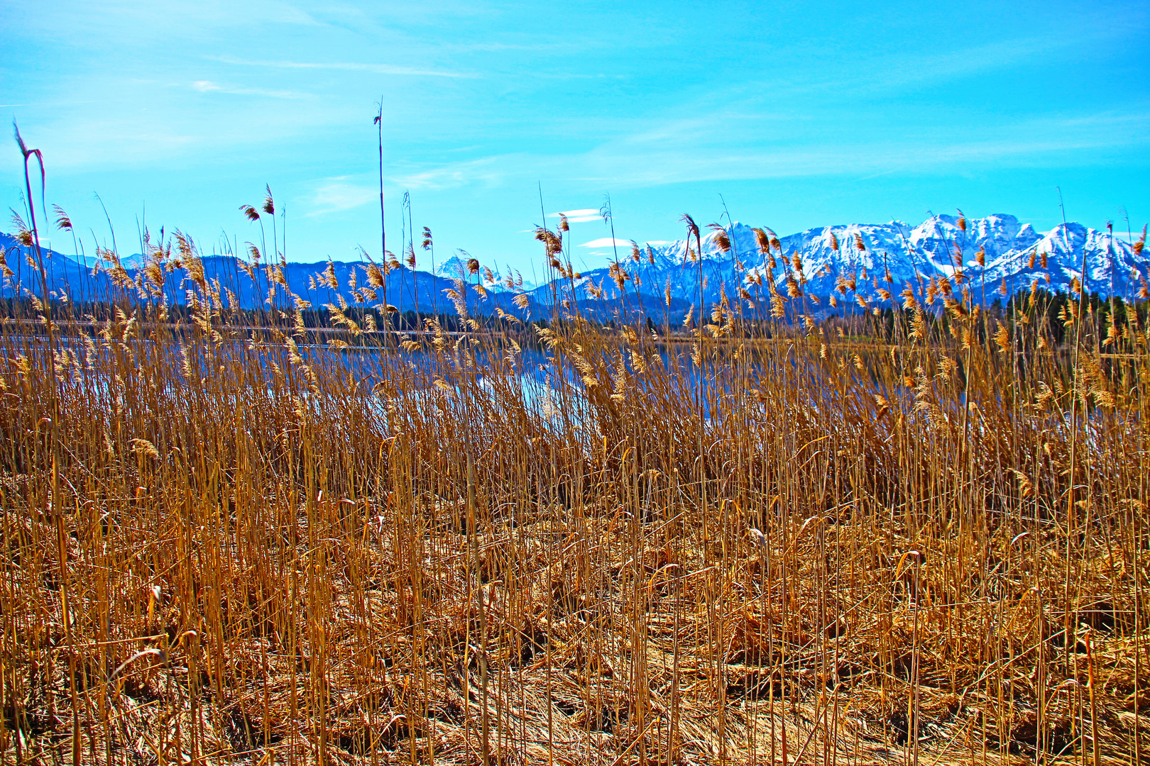 Schilfdickicht am Hopfensee