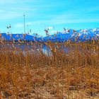 Schilfdickicht am Hopfensee